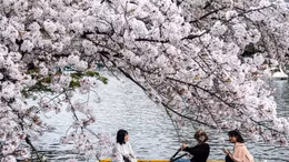 Video hoa anh đào nở sớm đẹp mê hồn tại Nhật Bản
