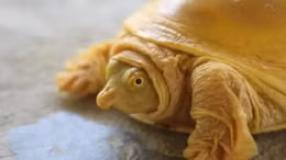 Nepal xuất hiện rùa vàng cực hiếm