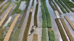 Nông trại nổi - Giải pháp giúp Bangladesh đối phó với biến đổi khí hậu