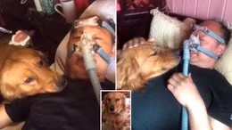 Chú chó luôn túc trực bên giường bệnh mỗi khi chủ nhân đeo máy thở