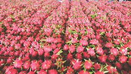 Không có mã vùng trồng, thanh long ruột đỏ bị dừng đi Nhật