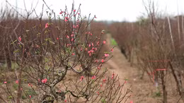 'Thủ phủ' đào Nhật Tân thấp thỏm vào vụ Tết