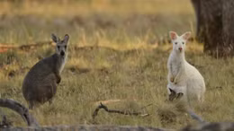 Chiến thắng lớn của các nhà hoạt động vì quyền lợi động vật sau quyết định của Nike và Puma 