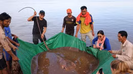 Ngư dân Campuchia thả cá đuối khổng lồ về sông Mekong