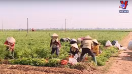 Các quốc gia Đông Nam Á tăng cường nhập khẩu nông sản Việt