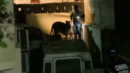 Video sư tử xổng chuồng ngoan ngoãn khi bị bắt trên đường phố Pakistan