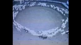 Hiện tượng lạ đàn cừu đi thành vòng tròn trong 12 ngày liên tiếp