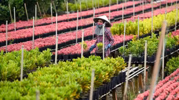 Làng hoa Tết Việt Nam dưới ống kính phóng viên nước ngoài