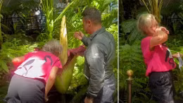 Hàng nghìn người xếp hàng để thưởng thức loài hoa mùi khó ngửi nhất thế giới