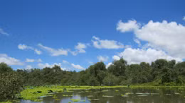 Lãng đãng rừng tràm Trà Sư 