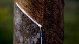 Khuyến khích phát triển ngành công nghiệp 'vàng trắng' bền vững ở Thái Lan