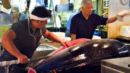 Phiên đấu giá cá ngừ đầu năm mới tại Nhật Bản
