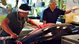 Phiên đấu giá cá ngừ đầu năm mới tại Nhật Bản