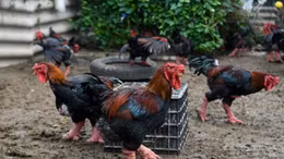 Hãng thông tấn Pháp thực hiện phóng sự về gà Đông Tảo