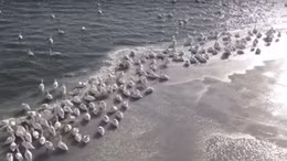 Hàng nghìn thiên nga trắng tràn ngập bờ Biển Caspi