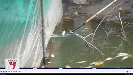 Cá nuôi của nhiều hộ dân ở Đồng Tháp chết bất thường