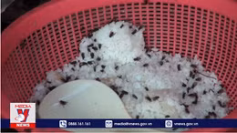 'Sống chung' với ruồi