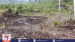 Tạm giam đối tượng phá rừng trên đảo Phú Quốc