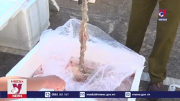 Bắt vụ vận chuyển 1,7 tấn nội tạng động vật thối