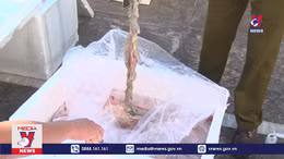 Bắt vụ vận chuyển 1,7 tấn nội tạng động vật thối