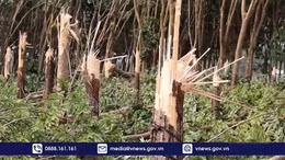 Bình Phước: Hơn 100 căn nhà bị hư hỏng do mưa dông, lốc xoáy