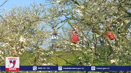 Vẻ đẹp tinh khôi của hoa mận trên cao nguyên Mộc Châu