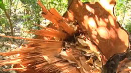 Đắk Nông phát hiện vụ phá rừng quy mô lớn