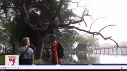 Loài cây ‘quý như vàng’ chết khô bên hồ Hoàn Kiếm