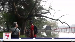 Loài cây ‘quý như vàng’ chết khô bên hồ Hoàn Kiếm