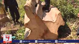 Khởi tố, bắt tạm giam lãnh đạo và cán bộ công ty Lâm nghiệp Ea Kar