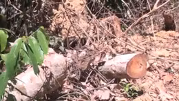 Điều tra vụ mở đường để phá rừng giáp ranh tại Phú Yên