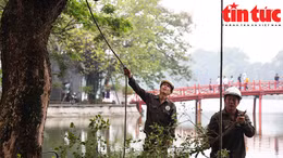 Hà Nội chặt hạ 3 cây sưa đỏ chết khô bên hồ Hoàn Kiếm