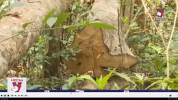 Làm rõ nguyên nhân và đối tượng chặt hạ hàng trăm cây rừng tại Gia Lai