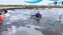 Ngành tôm mất 10.000 tỷ đồng vì kháng sinh