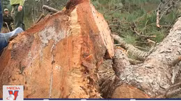 Xử phạt đối tượng đầu độc rừng thông 11 triệu đồng