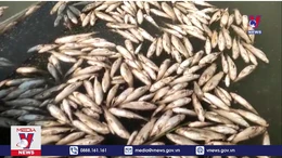 Điều tra nguyên nhân cá chết bất thường ở hồ Dầu Tiếng