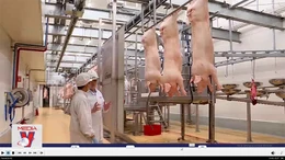 ‘Thủ phủ’ chăn nuôi lại lao đao vì giá