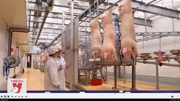 ‘Thủ phủ’ chăn nuôi lại lao đao vì giá