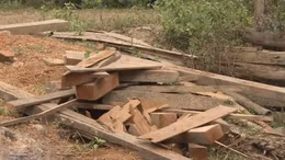 Vi phạm về bảo vệ rừng ở Lào Cai có chiều hướng gia tăng