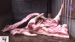 Bắt giữ và tiêu hủy hơn 1 tấn lợn nhiễm dịch bệnh tả lợn châu Phi