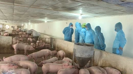 Chính thức được nhập lợn sống từ ngày 12/6