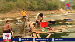 Xóa nghèo nhờ nuôi cá lồng trên lòng hồ thuỷ điện