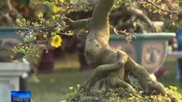 Hoa cảnh độc lạ phục vụ Tết Canh Tý 2020