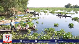 Nước sông Vàm Cỏ Đông đen bất thường