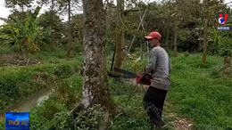 Người dân Bến Tre bắt đầu chặt bỏ cây sầu riêng