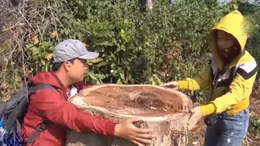 Kỷ luật 3 cán bộ liên quan việc phá rừng tại Đồng Nai