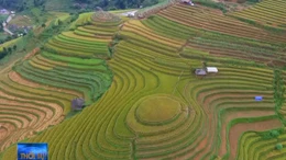 Hãng tin Mỹ giới thiệu Mù Cang Chải là điểm đến năm 2020