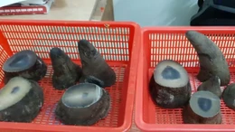 Hơn 6 kg sừng tê giác châu Phi chuyển lậu về sân bay Tân Sơn Nhất