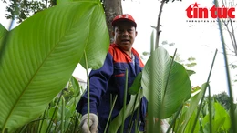 Làng lá dong Tràng Cát hối hả vào vụ Tết