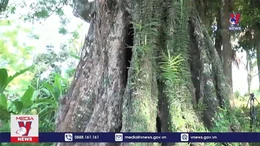 Cây Thị 700 năm được công nhận cây Di sản Việt Nam
